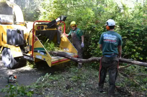 tree services South Coventry